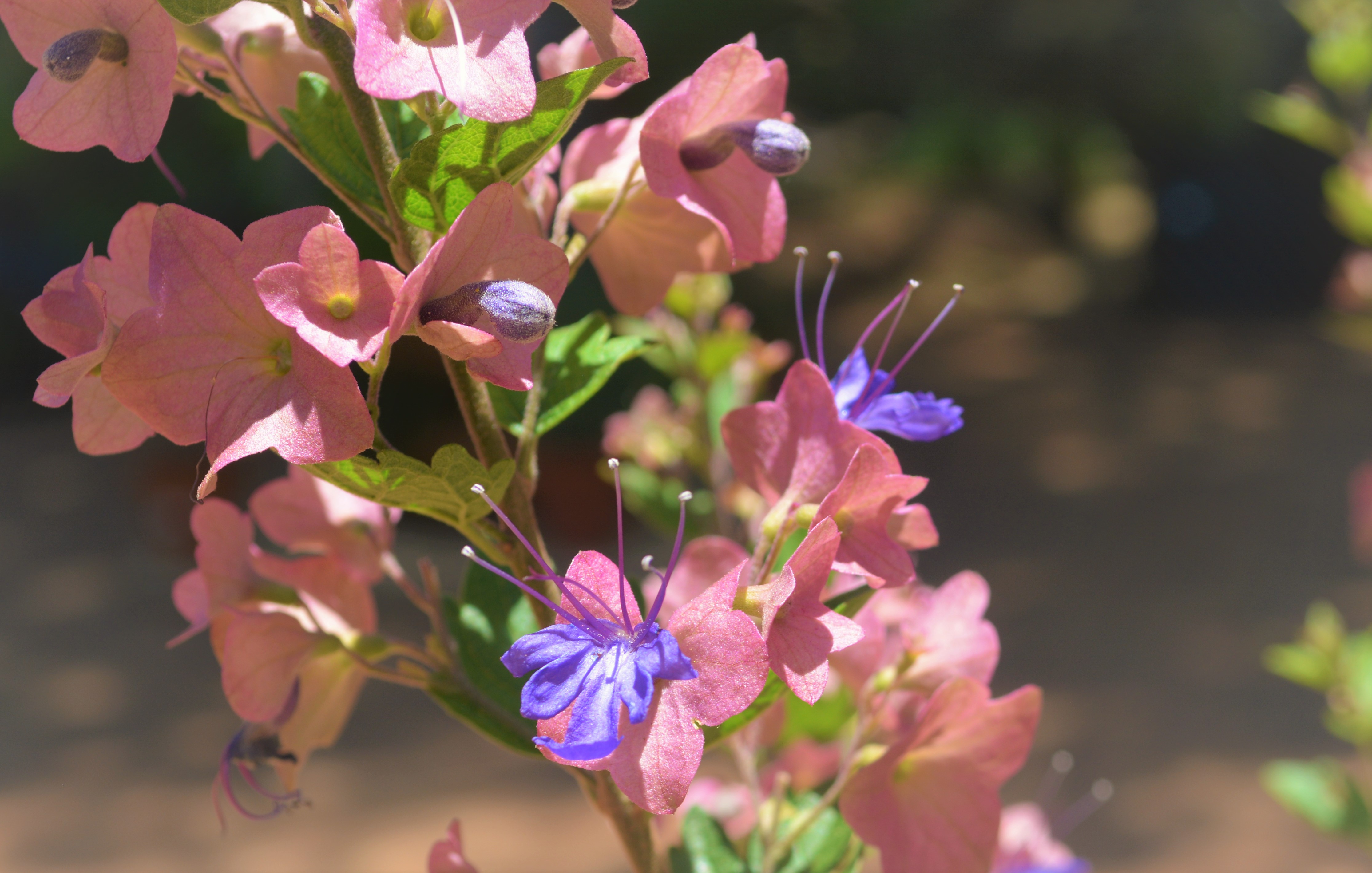 purple chinese hat plant